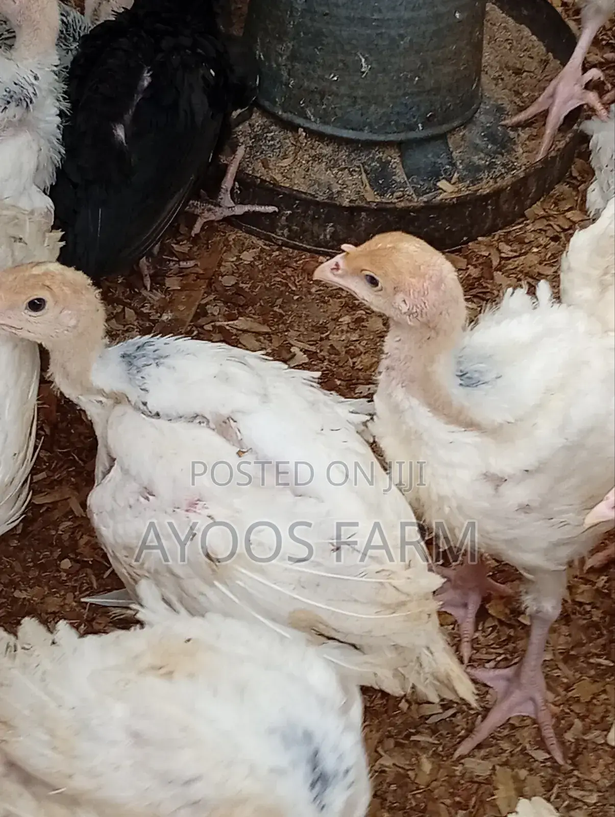Foreign Turkey