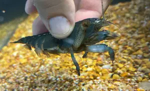 Genus Atya Shrimps