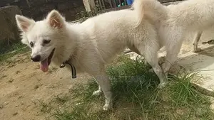 1+ year Male Purebred American Eskimo