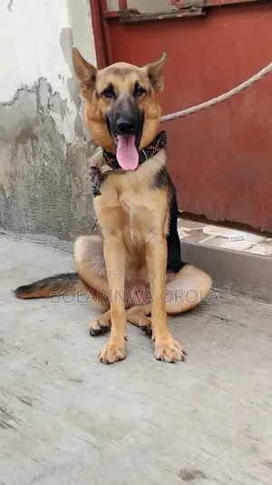 6-12 months Male Purebred German Shepherd