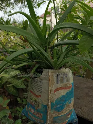 Aloe Vera Plant