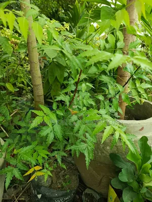 Dongoyaro Plant