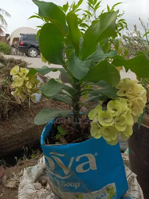 Crown of Thorns
