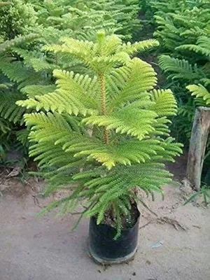 Araucaria Plant