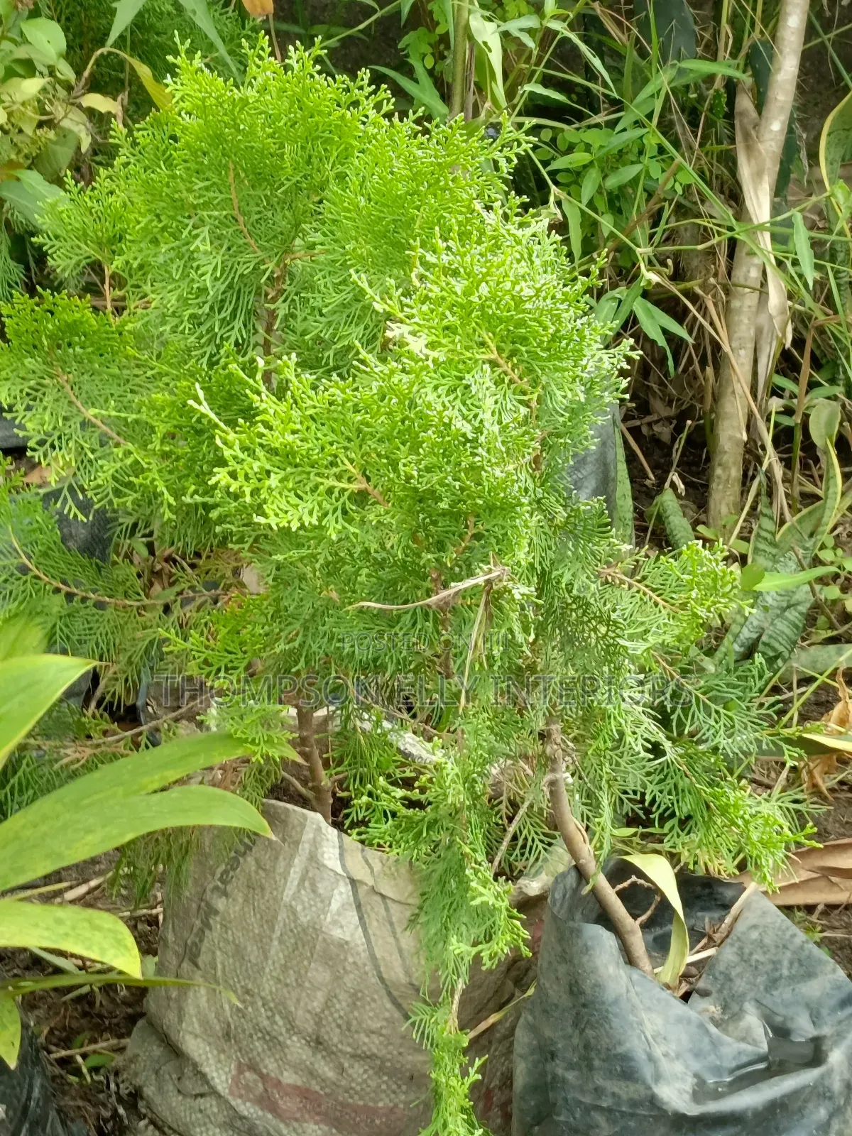 Christmas Tree Plant