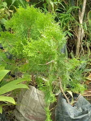 Christmas Tree Plant