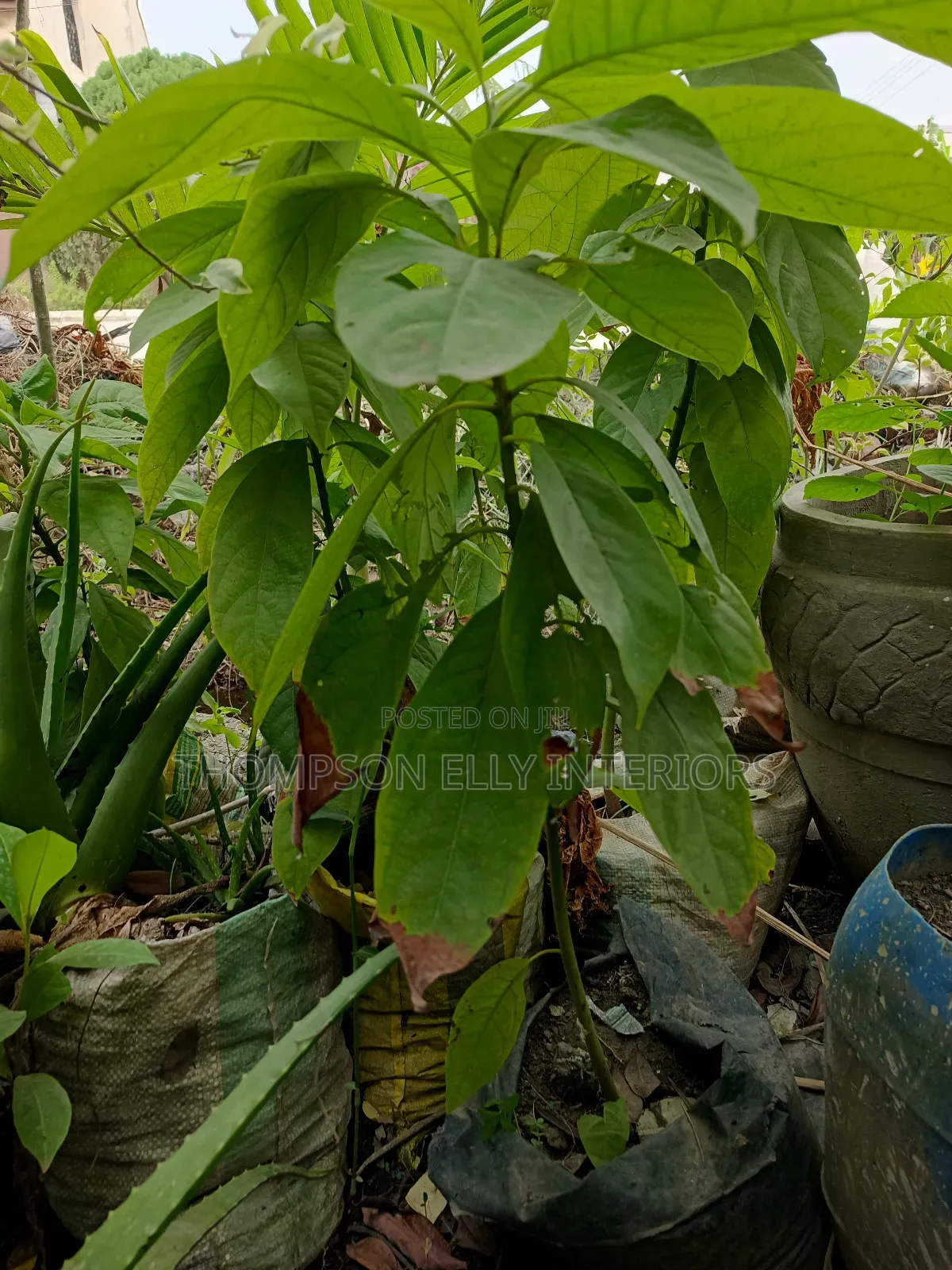 Avocado Plant
