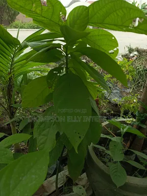 Avocado Plant