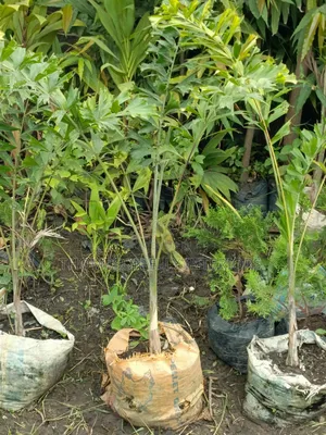 Four Square Palm Plant