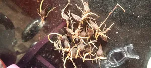 Improved Tenera Palm Trees And Sprouted Seeds For Sales