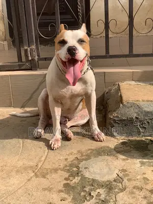 1+ year Male Purebred American Pit Bull Terrier