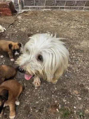 1+ year Female Purebred Lhasa Apso