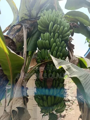 Plantain Suckers/Gran/D Nain Start Up Suckers and Sugar Canes Shoots