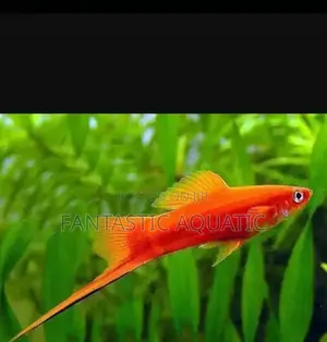Swordtail Fish for Aquariums