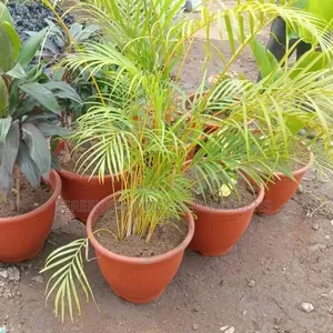 Potted Palms