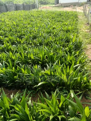 Teneral Oil Palm Seedlings