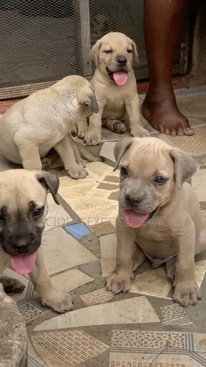 1-3 months Female Purebred Boerboel