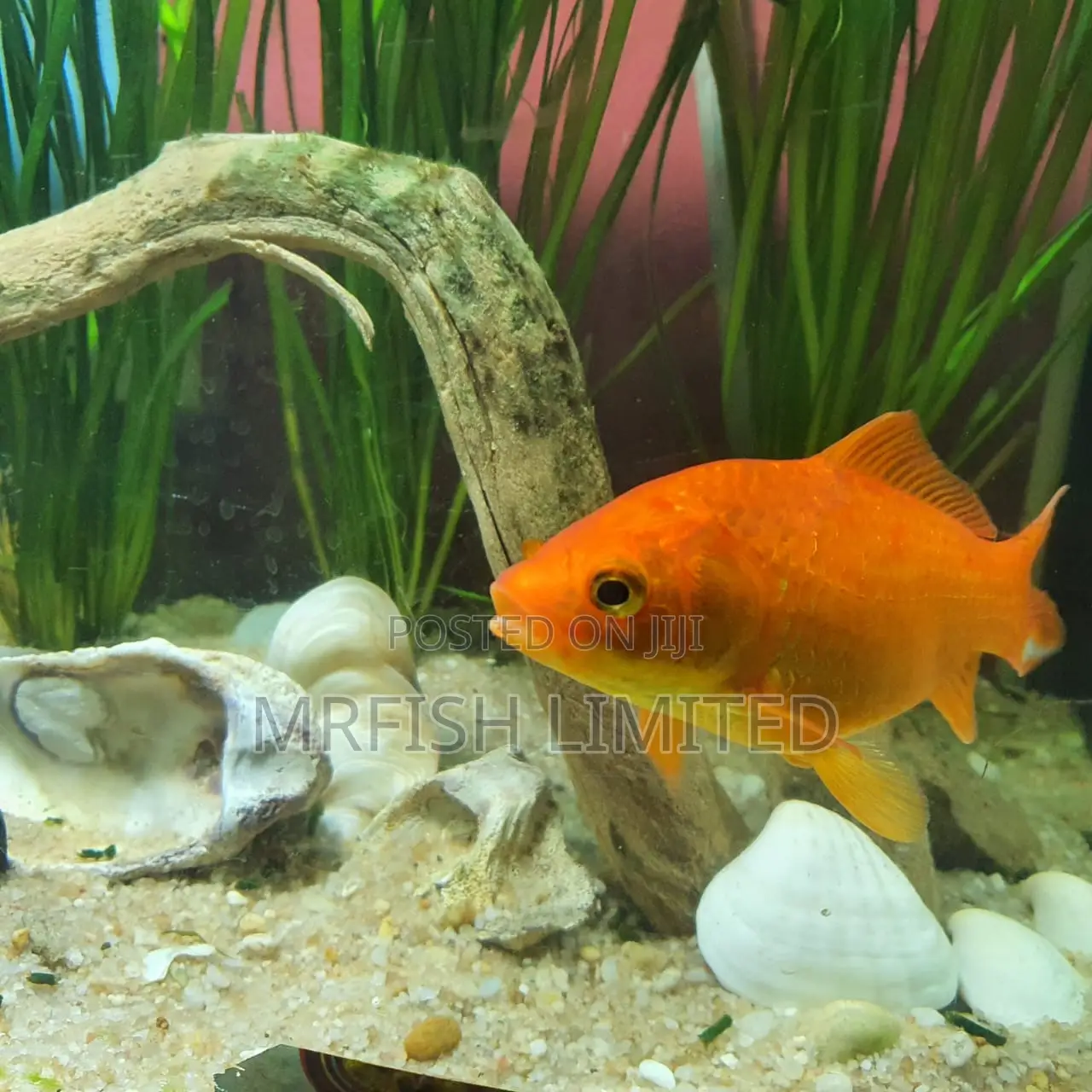 Comet Gold Fish