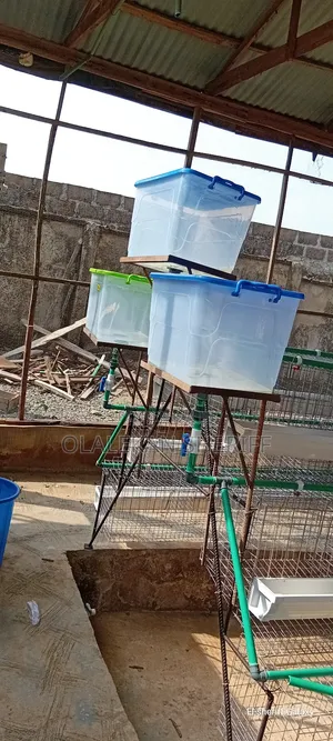 All Kinds Of Poultry Cages For Your Bird