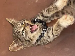 1-3 months Male Purebred American Shorthair