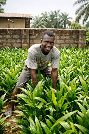Hybrid Oil Palm Seedlings