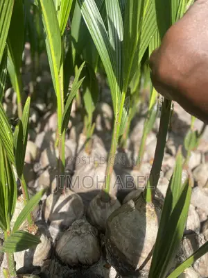 Dwarf Coconut Seedlings