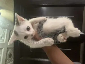 1-3 months Male Purebred Cat