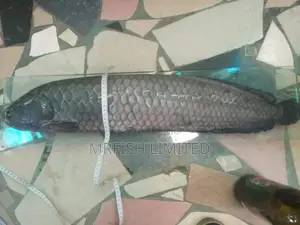 Arowana Fish (Small Size)