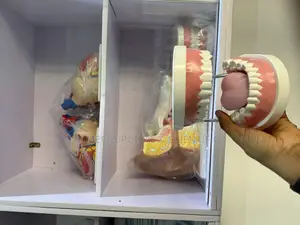 Teeth Anatomical Model