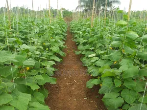 Farm Manager/Farm Supervisor