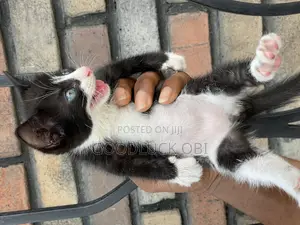 1-3 months Female Purebred American Shorthair