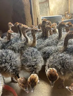 Ostrich Chicks Are Available as Seen