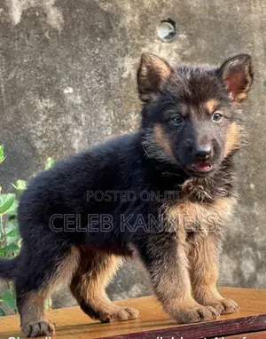0-1 month Female Purebred German Shepherd