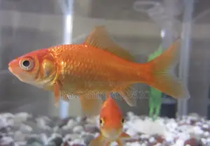 Orange Comet Goldfish