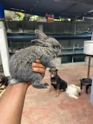 Foreign Rabbits