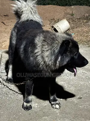 Caucasian Shepherd Stud for Mating Services