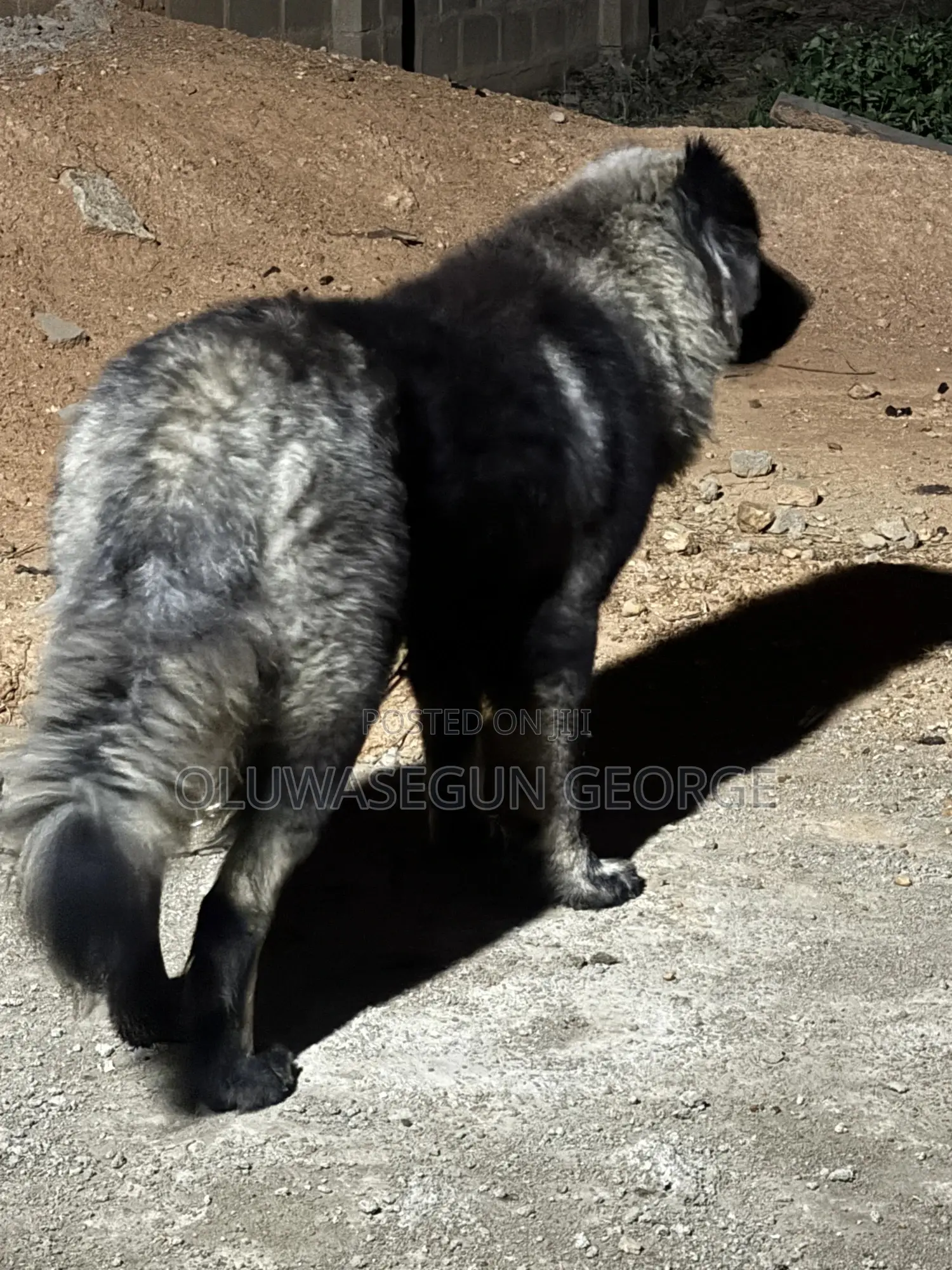 Caucasian Shepherd Stud for Mating Services