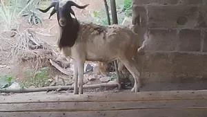 Sallah Ram