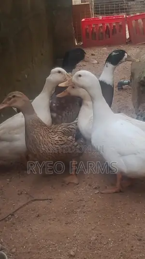 Foreign Ducks Are Available on Our Farm