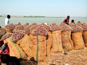 Best Quality Onions Per Bag