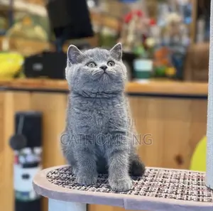 1-3 months Female Purebred British Shorthair