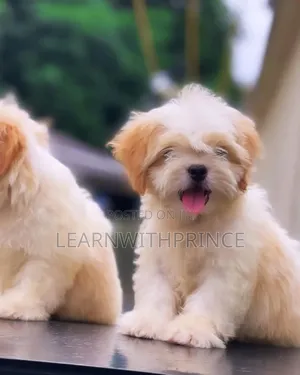 1-3 months Female Purebred Lhasa Apso