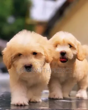 1-3 months Female Purebred Lhasa Apso