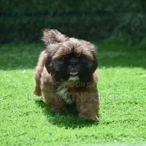 1-3 months Male Purebred Lhasa Apso