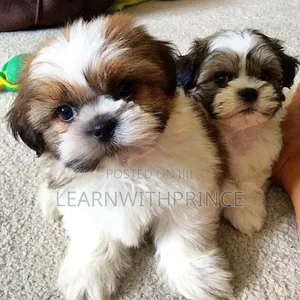 1-3 months Female Purebred Lhasa Apso