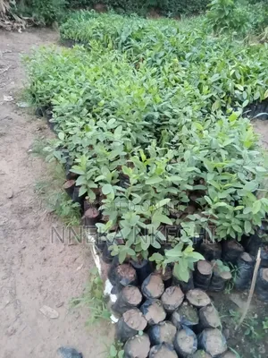 Gombo White Guava