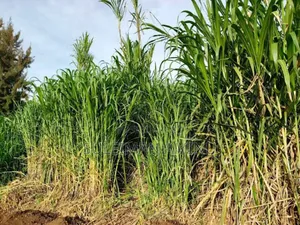 Juncao Grass Cuttings