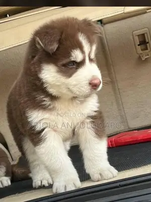 3-6 months Female Purebred Siberian Husky