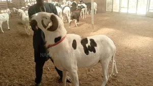 Ladoum Ram and Sheep
