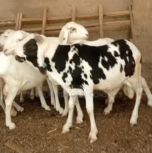 100% Balami Ram and Sheep